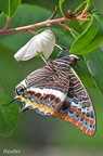 Erdbeerbaumfalter (Charaxes jasius)